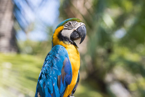 istock Bird Blue-and-yellow macaw standing with branches  of tree background 1311776829