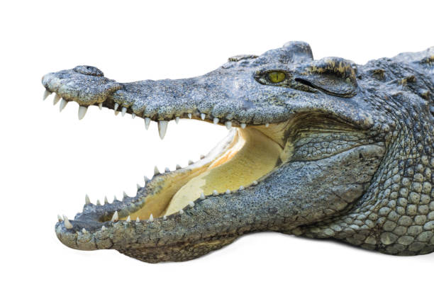 istock close up crocodile with open mouth isolated white background 1311776840