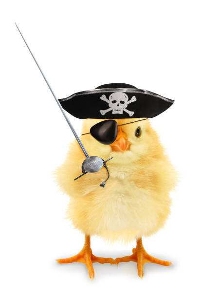 istock Cute cool chick pirate privateer with sabre funny conceptual image 1311776899