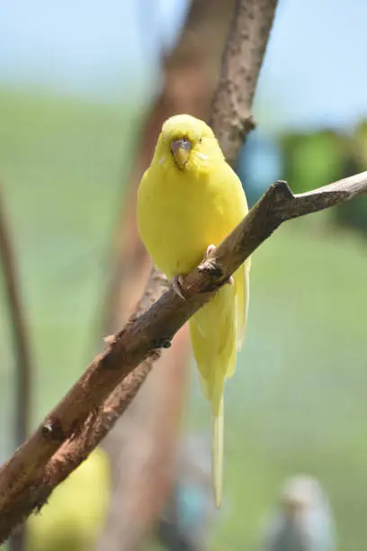 Small Yellow Budgie Parakeet Living in Nature