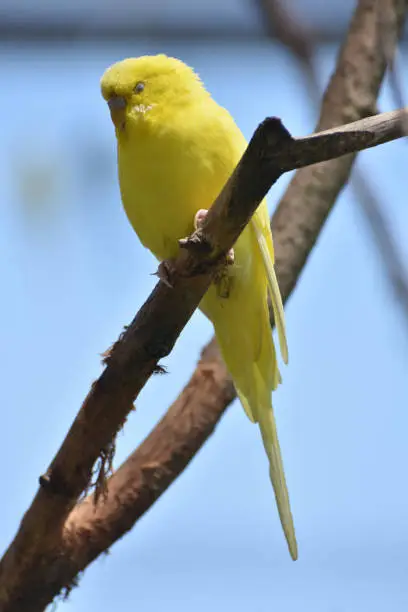 Adorable Yellow Budgie Parakeet in a Tree