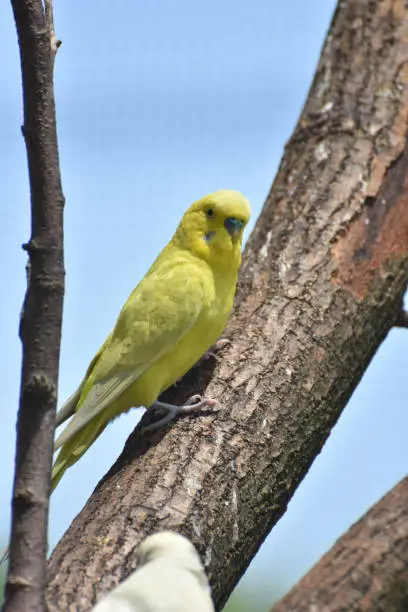 Lovable Little Budgie Parakeet in The Wild