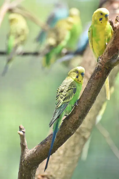 Small Yellow Budgie Birds Living in Nature