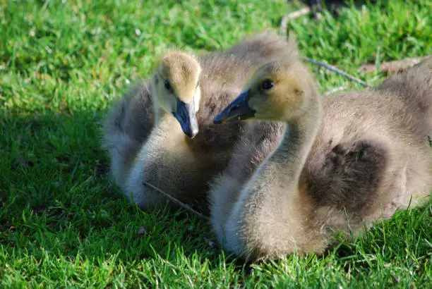 Pair of resting baby goslings in green grass.