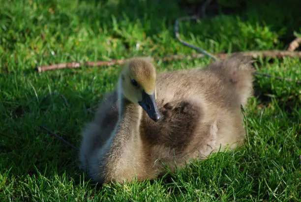Adorable baby Canadian goose resting in green grass.