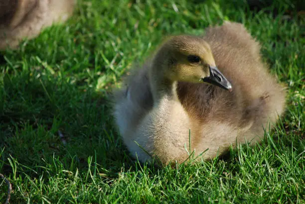 Beautiful Canadian gosling resting in lush green grass.