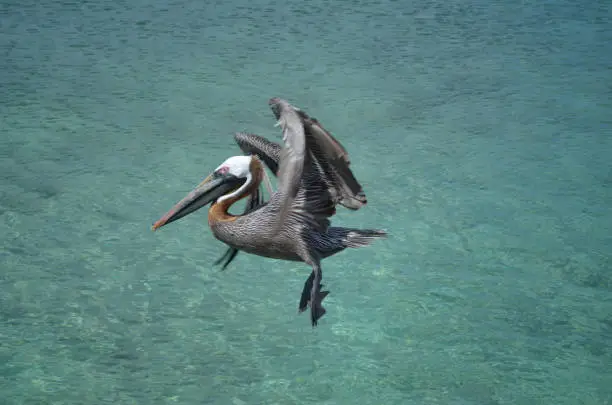 Pelican with his wings folded in flight over the tropical waters in Aruba.