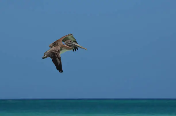 Flying pelican over the tropical ocean waters of Aruba.