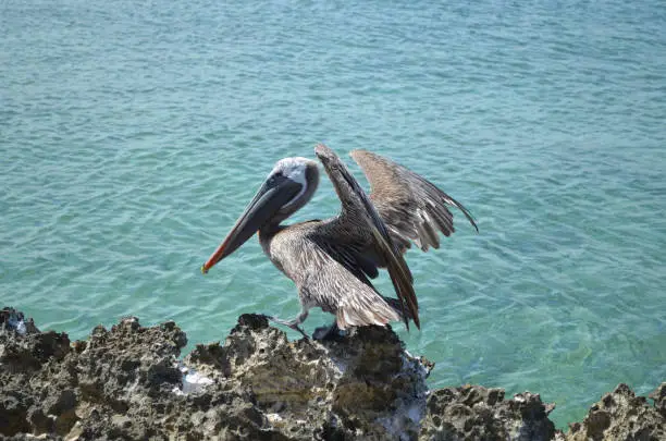 Pelican landing on lava rock along the coast of Aruba.