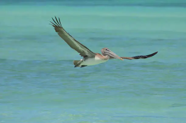 Amazing wing span on a pelican in flight over Aruba's waters.