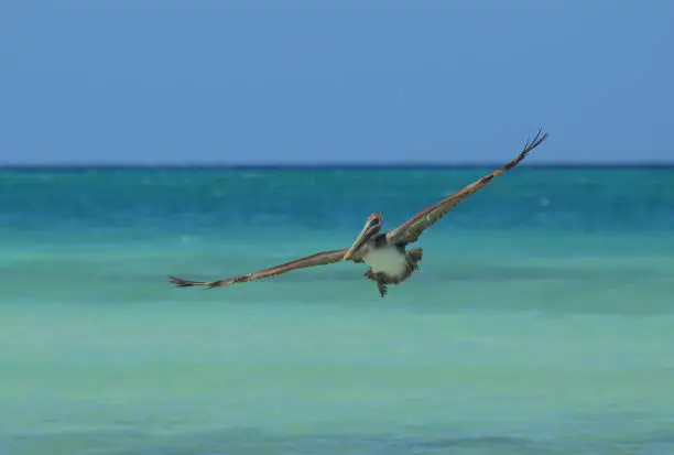 Gorgeous pelican flying in the Carribean over the water.