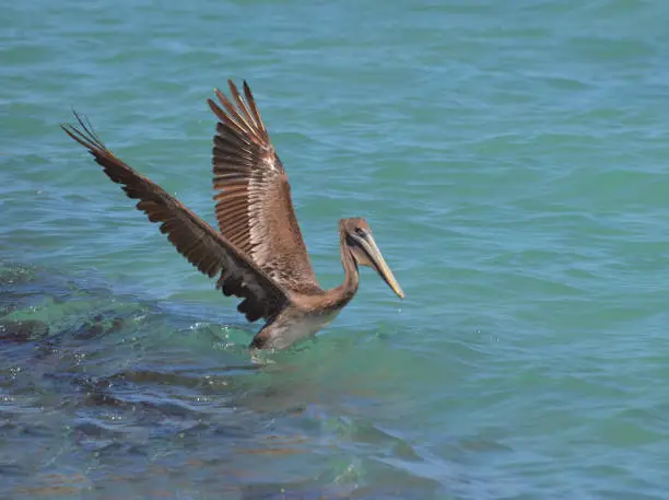 Pelican landing in the tropical blue waters of Aruba.