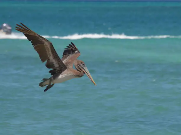Gorgeous pelican in flight over water in Aruba.