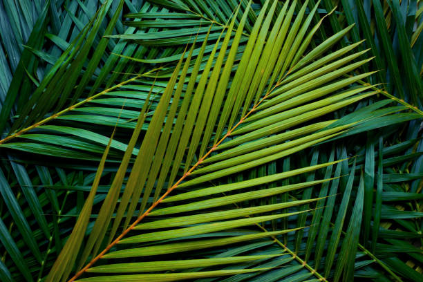 closeup nature view of palm leaves background textures stock photo