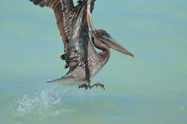 Water drops spraying off a pelican's feet in Aruba.