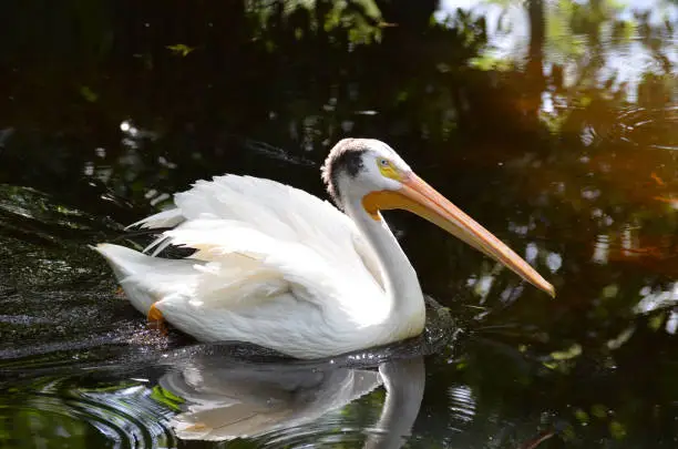 Great white pelican floating in a murky pond.