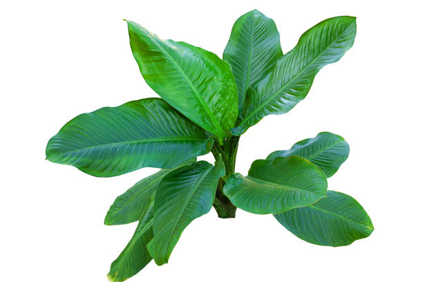 istock Dieffenbachia plant isolated on white background 1311781112
