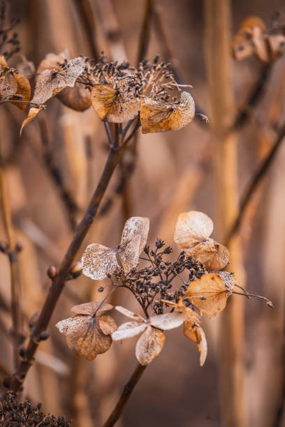 istock Dried flowers in the garden 1311781218