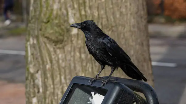 Photo of Raven at garbidge bin