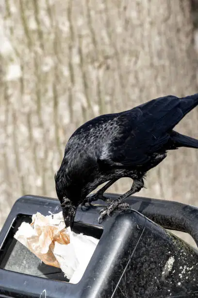 Photo of Raven at garbidge bin