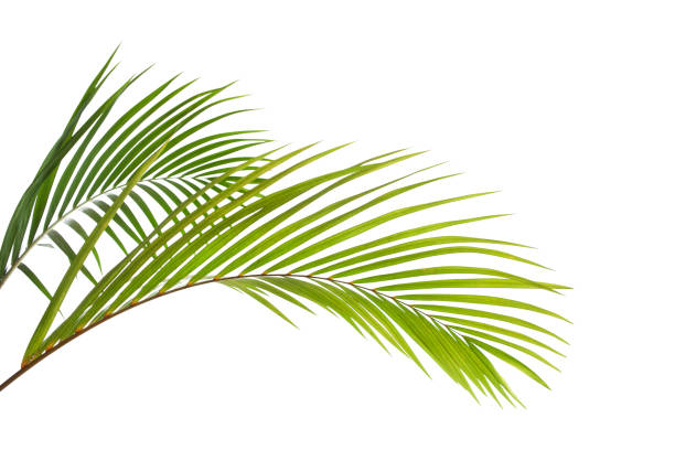 istock tropical coconut palm leaf isolated on white background 1311781283