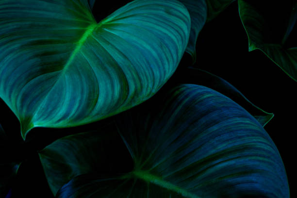 istock Full Frame of Green Leaves Texture Background. tropical leaf 1311781324