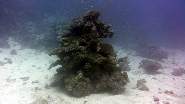 istock Colorful coral 1311781391