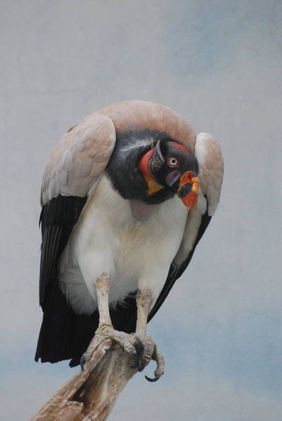 istock Large Vulture Sitting on a Tree Branch 1311782265