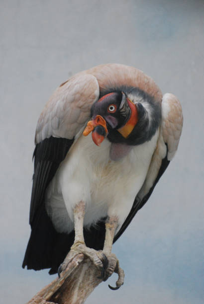 istock Large Vulture Sitting on a Tree Branch 1311782270