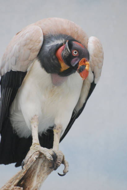 istock Large Vulture Sitting on a Tree Branch 1311782279