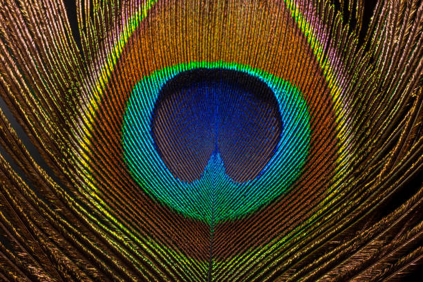 istock Macro peacock feather,Peacock Feather,Beautiful exotic peacock feather on white background with copy space. 1311782571