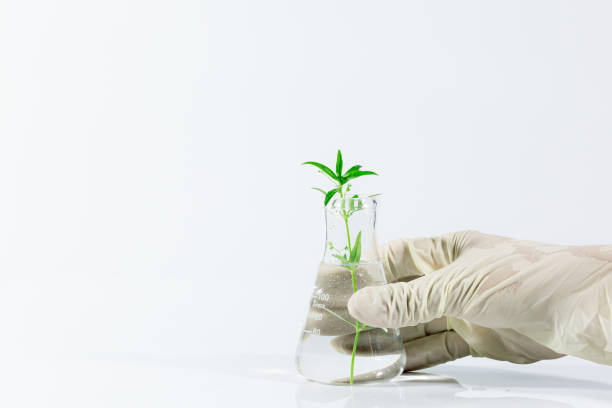istock Biotechnology science experiment on white background,Hand holding test tube with plant - genetic engineering or biotech research concept 1311783089