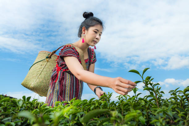 beautiful asian woman harvesting tea leaves in the morning, tea leaves in the field of tea - tea crop picking indian culture tea leaves imagens e fotografias de stock