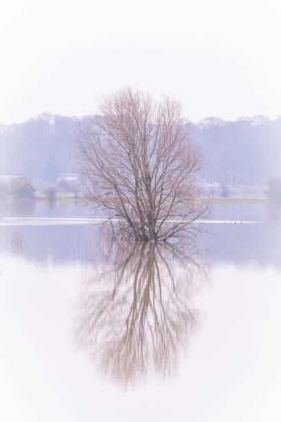 istock High water floodplains Rhine 1311783629