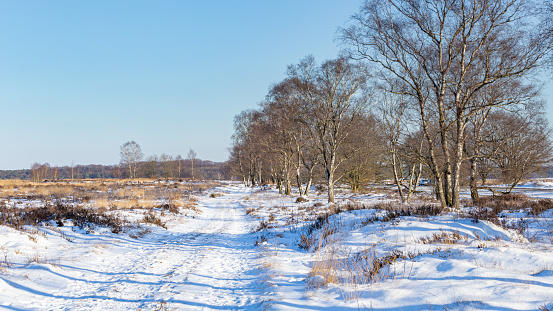 Naitonal park Veluwe Netherrlands after snowfall in wintertime