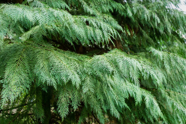 Branches of Lawson cypress (Chamaecyparis Lawsoniana), known as Port Orford cedar, white or Oregon cedar in spring day in Arboretum Park Southern Cultures in Sirius (Adler). Nature concept for design Branches of Lawson cypress (Chamaecyparis Lawsoniana), known as Port Orford cedar, white or Oregon cedar in spring day in Arboretum Park Southern Cultures in Sirius (Adler). Nature concept for design port orford cedar stock pictures, royalty-free photos & images
