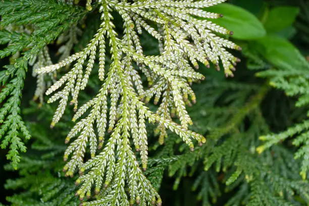 Photo of Close-up of evergreen leaves on back side of branch Thujopsis dolabrata, also called hiba, false arborvitae, or hiba arborvitae. Plant grows in Arboretum Park Southern Cultures in Sirius (Adler) Sochi