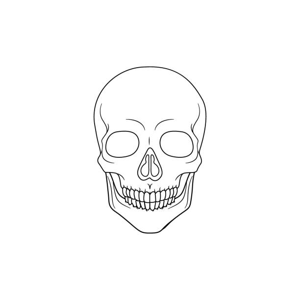 ilustrações de stock, clip art, desenhos animados e ícones de modern minimalist human skull line icon vector illustration. simple skeleton of head outline icon for halloween concept. skull symbol isolated on white background. bone, cranium, halloween, brainpan - human bone the human body healthcare and medicine human skeleton