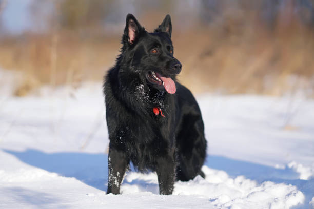 istock Cute long-haired black German Shepherd dog posing outdoors standing on a snow in winter 1311785988