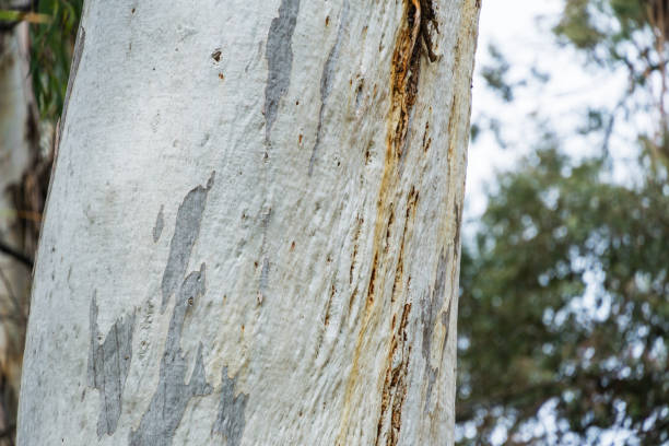 Gratis billede: høj, træ, bark, træer, træ, blad, skov, natur, parkere ...