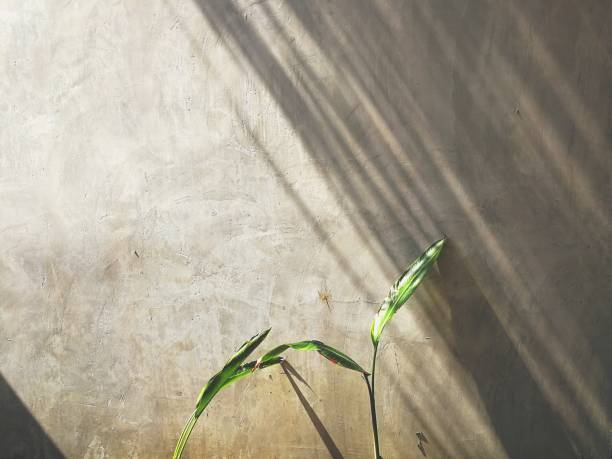 istock Full frame shot of concrete wall background with little tree and sunlight. 1311786011