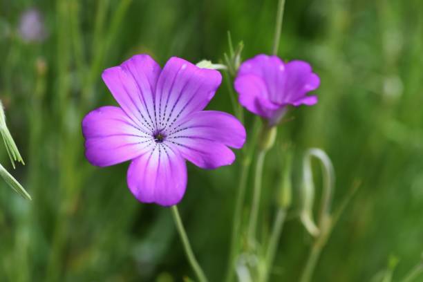 mais-herzmuschel (agrostemma githago) blüht. - cockle nature outdoors horizontal stock-fotos und bilder