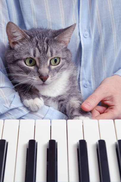 ペットに楽器を演奏するように教え、猫の学生は電気ピアノを見ます - piano keyboard instrument one person piano key ストックフォトと画像