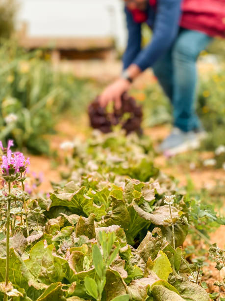 istock man picking lettuce planted a few months ago in the field 1311788266