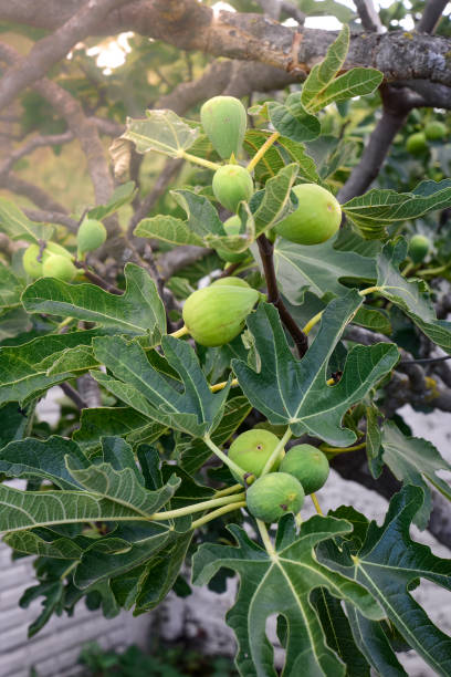 istock Lemon .La Pampa Argentina 1311788714