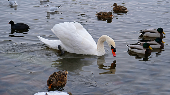 White swan with orange beak and ducks swim in the lake.
One whooping swan swims in the water. Magical landscape with wild bird (Cygnus olor). Copy space.
