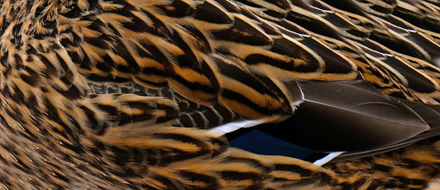 Duck feathers texture. Close-up colorful feathers on the wing of a bird. Blue, brown, grey and white feathers on the wing of a wild duck as a background. Selective focus.