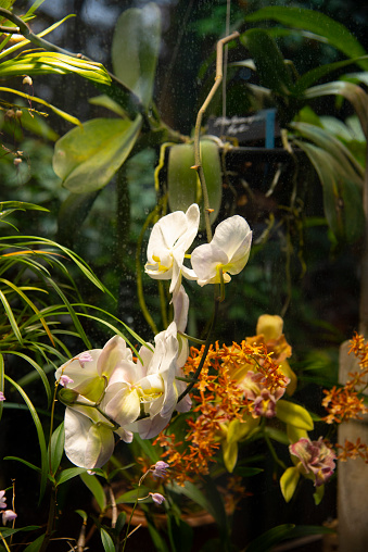 Bright orchids on the background of green foliage in the greenhouse.