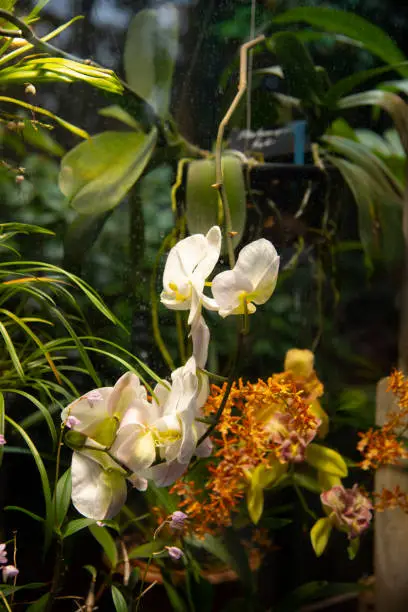 Photo of Bright orchids on the background of green foliage.