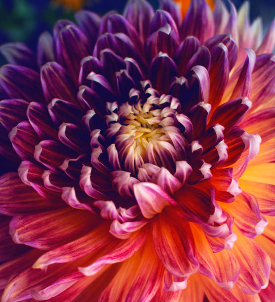 istock Multi-colored dahlia. Garden flower 1311789972